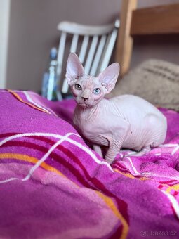 SPHYNX koťátko bez PP - 4
