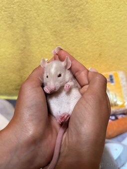 Potkan dumbo - 4