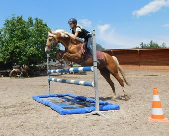 Německý jezdecký pony  do sportu - 4
