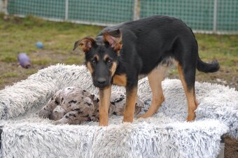 Hektor - jako štěněti mu zlomili ocas, hledá laskavý domov - 4