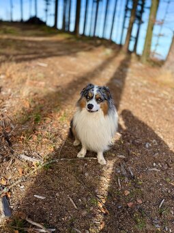 Pes ke krytí AUO Alvin - 4