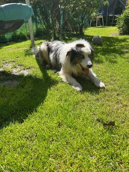 Krytí Border kolie bluemerle - 4