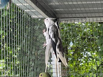 Korely z venkovní voliéry - 4