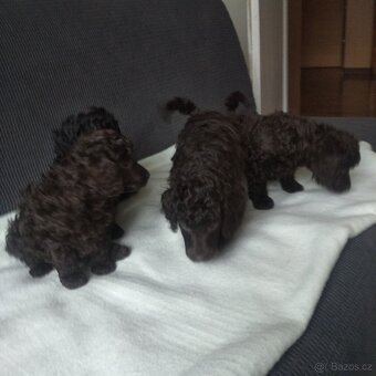 Pudl trpasličí - 4