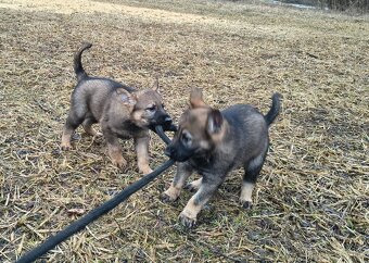 Německý ovčák - štěně s PP - 4