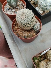 Sukulenty kaktusy - 4