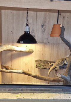 Terarium zlaty Dub 150cm - 4
