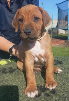 Rhodesian ridgeback s PP- Maisha Mazuri - 4