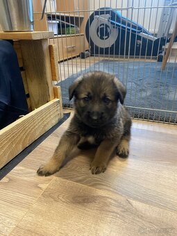 Štěňátka z mixu BOxLabrador s NOxHusky - 4