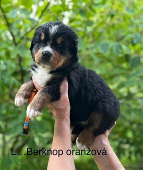 Bernský salašnický pes- štěňátka s PP - 4