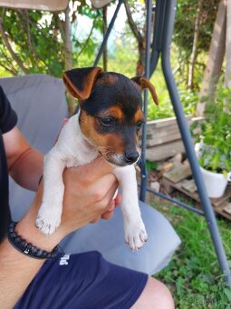 Jack Russell teriér štěňata - 4