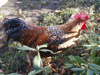 Prodám kohouta, kohoutky do chovu - 4