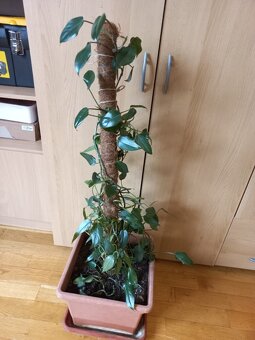 Popínavá pokojová rostlina - 4