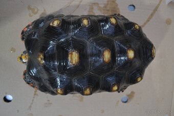 DOSPĚLÝ SAMEC ŽELVY UHLÍŘSKÉ 4,2 kg - 4