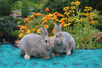 Zakrslý REX divoce modrý samička s PP - 4