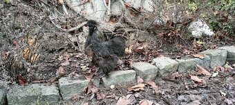 Kohout Hedvábnička - 4