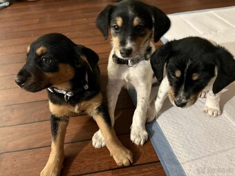 Štěňátka - 4