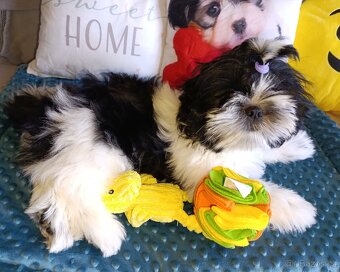 Shih-tzu s PP poslední štěňátko (shih tzu , shitzu, si-tzu) - 4