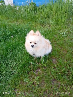 Pomeranian krytí - 4