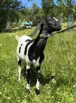 ANGLONUBIJSKÁ KOZIČKA - 4