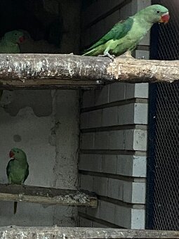 Alexandr velký 2025 - 4