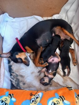 Pražský krysařík - 4