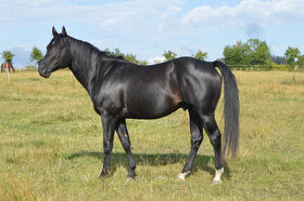 Připouštění Qh hřebcem Silver Black Harry - 4