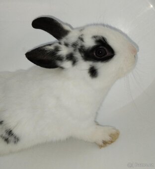 Zakrslý králíček bez PP sameček Apollo - 4