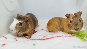 Morče, morčata, morčátko - JACOB a JAMES - 4