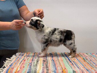 Miniaturní americký ovčák - Cookie Chip Mini - 4