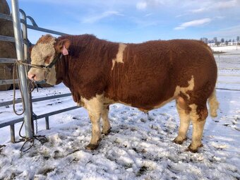 PLEMENNÍ BÝCI MASNÝ SIMENTÁL - 4