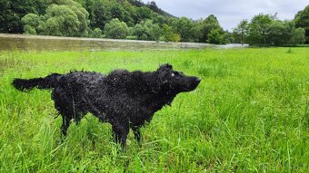 Flat Coated Retriever - štěňata bez PP - 4