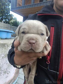 Bandog - 4