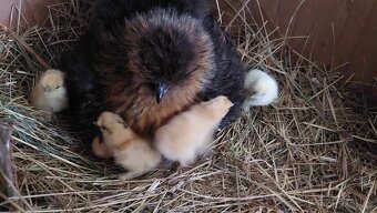 Cemani kuřata a násadová vajíčka hedvabničky - 4