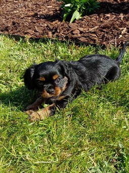 Kavalír King Charles Španěl s PP - 4