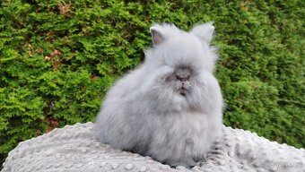 Zakrslý králík, králíček -(TEDDY)-FÍLA - 4