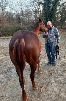 Quarter horse chestnut klisna, cutting/workingcowhose puvod - 4