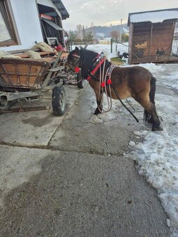 Predam ponika valacha ku detom 100  % - 4