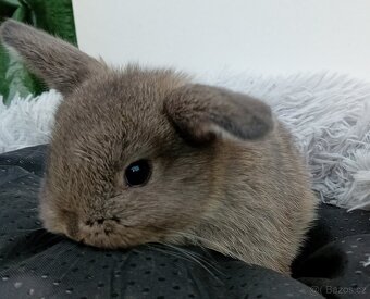 Zakrslý beránek G3 - 4