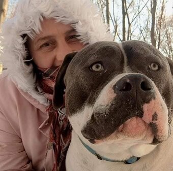American Bully psik standard - 4