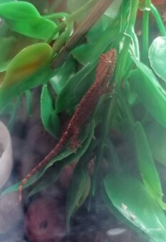 Mláďata Gekon Panenský /Ludodactylus Lugubris - 4
