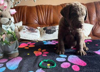 Chesapeake bay retriver (jako hnědý labrador, retrívr) s PP - 4