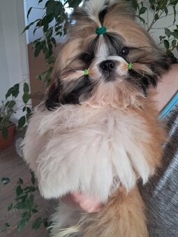 Shih tzu s PP / shi-tzu / shih ... - 4