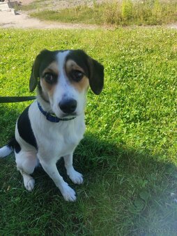 Vychované 5ti měsíční Štěně Jack Russel - 4