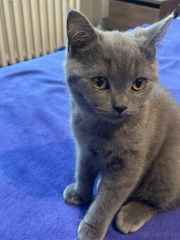 Продам британських кошенят - 4