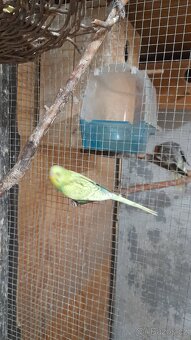 Andulky - 4