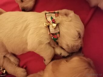 Zlatý retriever - 4