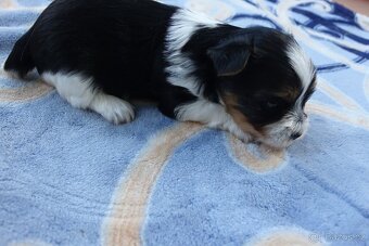 Nabízím k rezervaci štěňata biewerů - 4