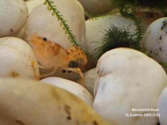 CPO mini ráček - Cambarellus patzcuarensis orange - 4