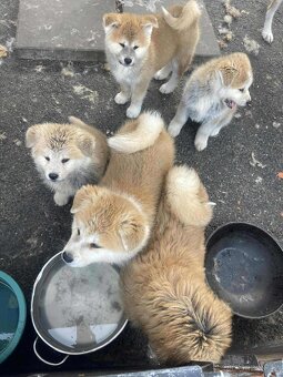 Akita inu štěnata - 4
